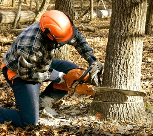 Tree Removal in Dundas, VA